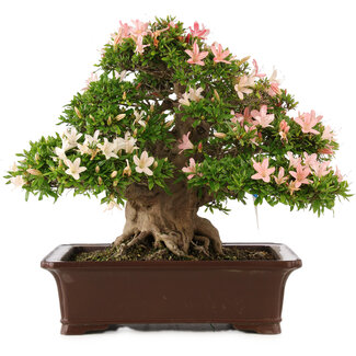 Rhododendron indicum Nikko, 47 cm, ± 25 jaar oud