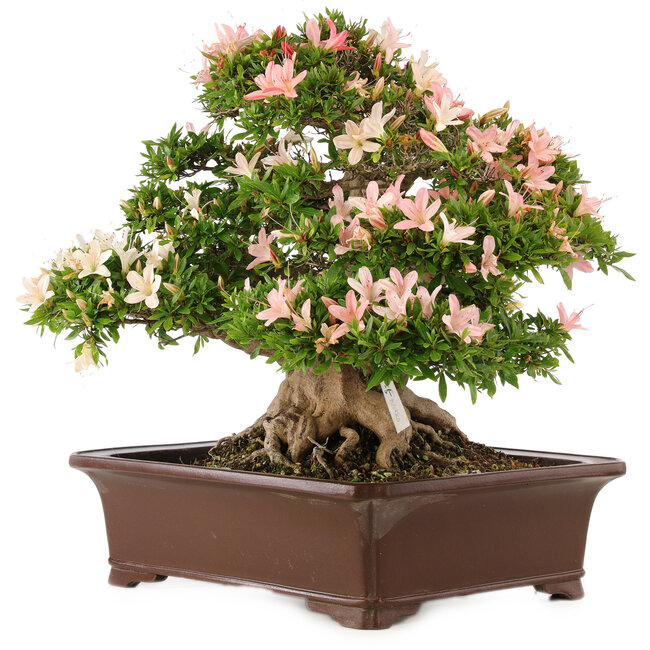 Rhododendron indicum Nikko, 47 cm, ± 25 Jahre alt