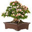 Rhododendron indicum Nikko, 47 cm, ± 25 jaar oud