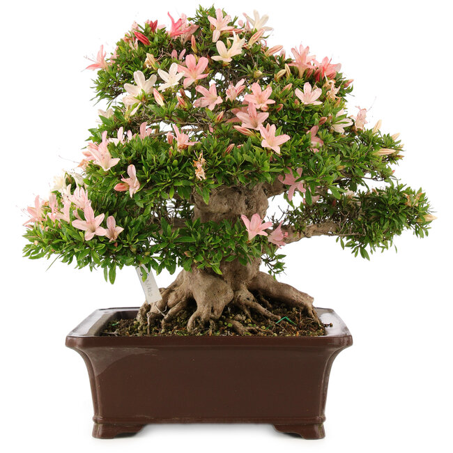 Rhododendron indicum Nikko, 47 cm, ± 25 ans