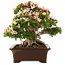 Rhododendron indicum Nikko, 47 cm, ± 25 jaar oud