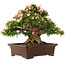 Rhododendron indicum Nikko, 47 cm, ± 25 jaar oud