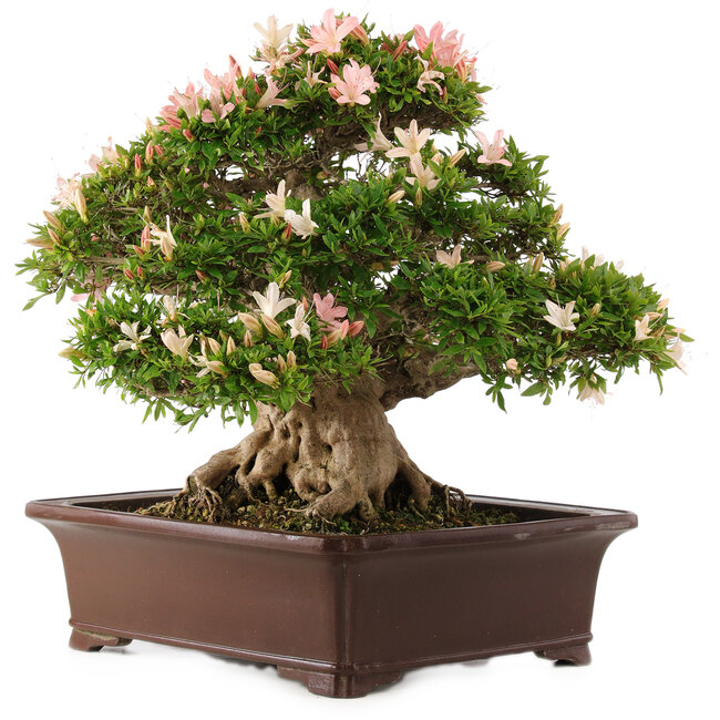 Rhododendron indicum Nikko, 47 cm, ± 25 años