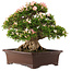 Rhododendron indicum Nikko, 47 cm, ± 25 ans