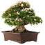 Rhododendron indicum Nikko, 47 cm, ± 25 jaar oud