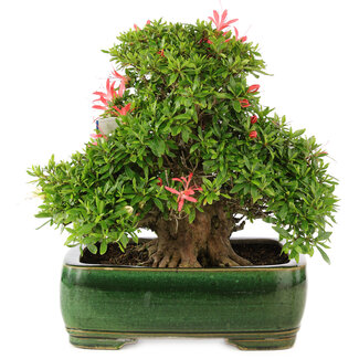Rhododendron indicum Satino Tsukasa, 32 cm, ± 25 años
