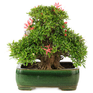 Rhododendron indicum Satino Tsukasa, 32 cm, ± 25 jaar oud