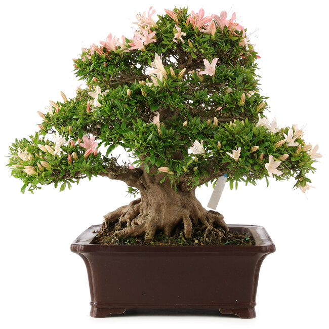 Rhododendron indicum Nikko, 47 cm, ± 25 Jahre alt