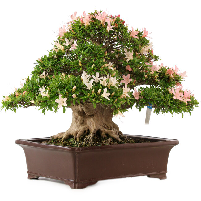 Rhododendron indicum Nikko, 47 cm, ± 25 anni