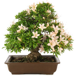 Rhododendron indicum Kosan, 32 cm, ± 25 jaar oud