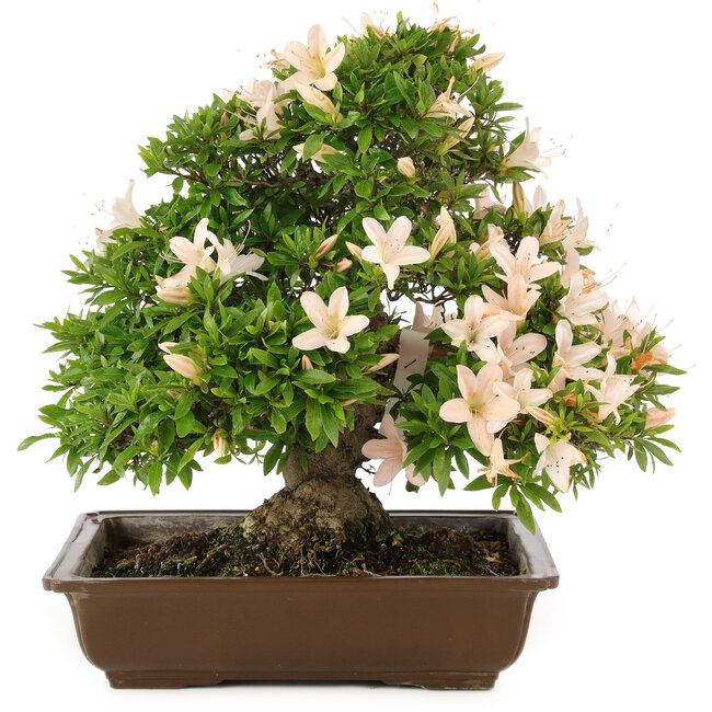 Rhododendron indicum Kosan, 32 cm, ± 25 jaar oud