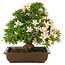 Rhododendron indicum Kosan, 32 cm, ± 25 jaar oud