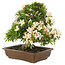 Rhododendron indicum Kosan, 32 cm, ± 25 jaar oud