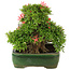 Rhododendron indicum Satino Tsukasa, 32 cm, ± 25 anni