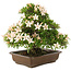 Rhododendron indicum Kosan, 32 cm, ± 25 jaar oud