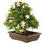 Rhododendron indicum Kosan, 32 cm, ± 25 jaar oud