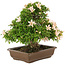 Rhododendron indicum Kosan, 32 cm, ± 25 anni