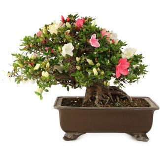 Rhododendron indicum Sansai, 36 cm, ± 25 ans