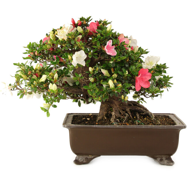 Rhododendron indicum Sansai, 36 cm, ± 25 anni