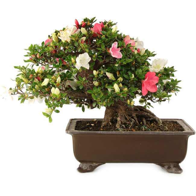 Rhododendron indicum Sansai, 36 cm, ± 25 Jahre alt