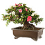 Rhododendron indicum Sansai, 36 cm, ± 25 anni