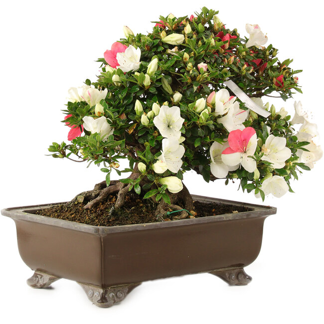 Rhododendron indicum Sansai, 36 cm, ± 25 years old