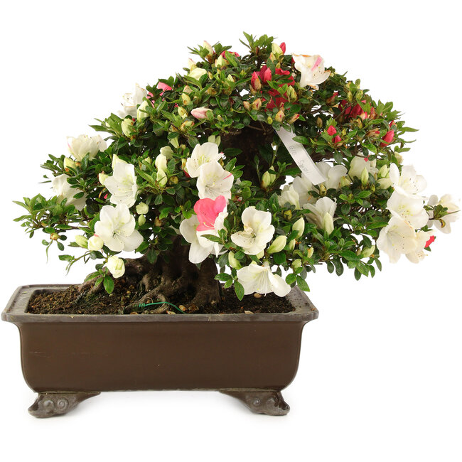 Rhododendron indicum Sansai, 36 cm, ± 25 anni