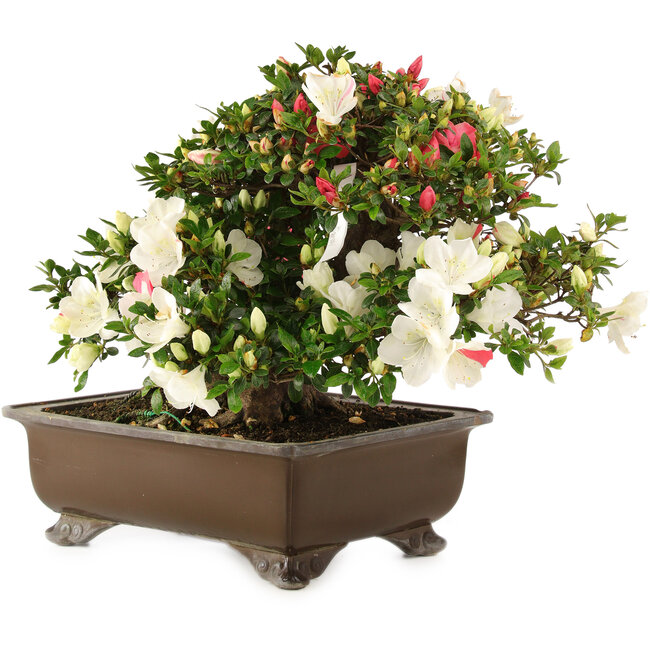Rhododendron indicum Sansai, 36 cm, ± 25 jaar oud
