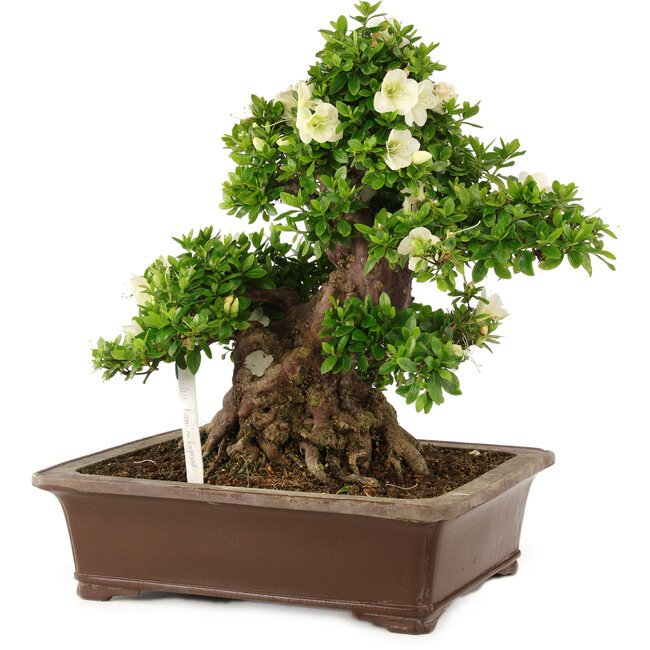 Rhododendron indicum Kagayaki, 44 cm, ± 25 años