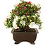 Rhododendron indicum Sansai, 36 cm, ± 25 jaar oud