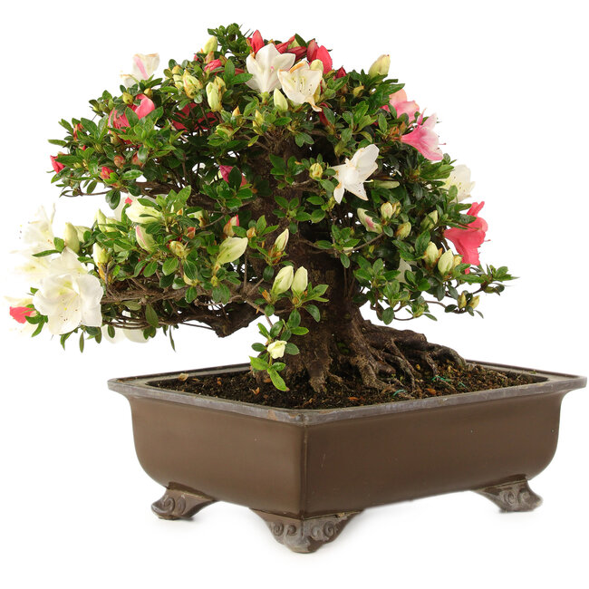 Rhododendron indicum Sansai, 36 cm, ± 25 jaar oud