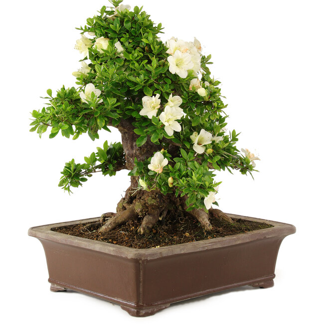 Rhododendron indicum Kagayaki, 44 cm, ± 25 años