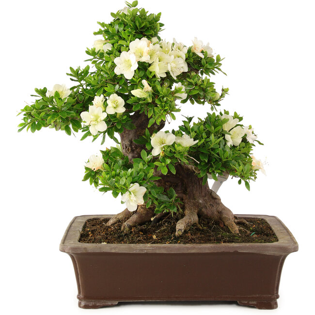 Rhododendron indicum Kagayaki, 44 cm, ± 25 años