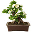 Rhododendron indicum Kagayaki, 44 cm, ± 25 anni