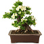 Rhododendron indicum Kagayaki, 44 cm, ± 25 jaar oud