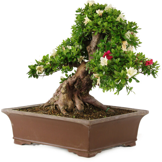 Rhododendron indicum Kagayaki, 43 cm, ± 25 ans