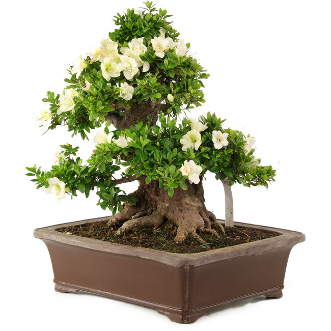 Rhododendron indicum Kagayaki, 44 cm, ± 25 años