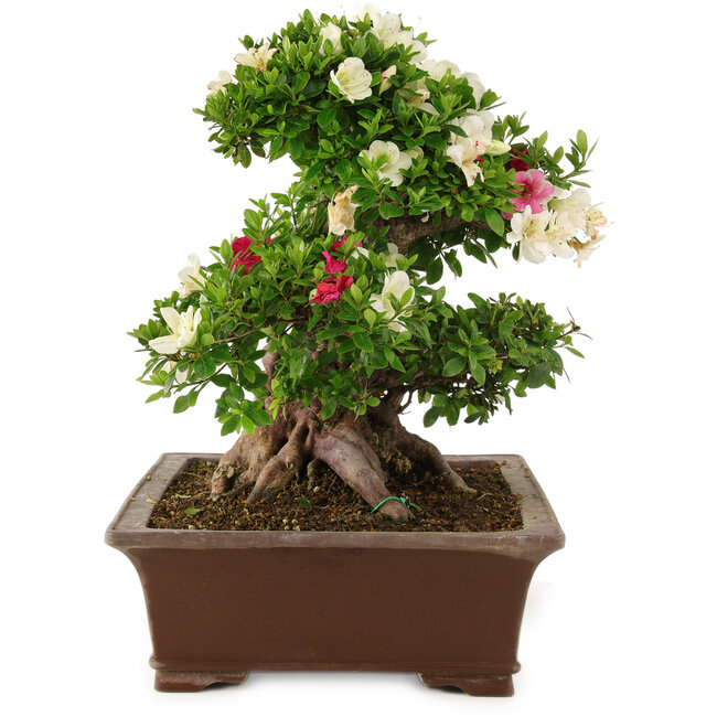Rhododendron indicum Kagayaki, 43 cm, ± 25 anni