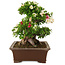 Rhododendron indicum Kagayaki, 43 cm, ± 25 jaar oud