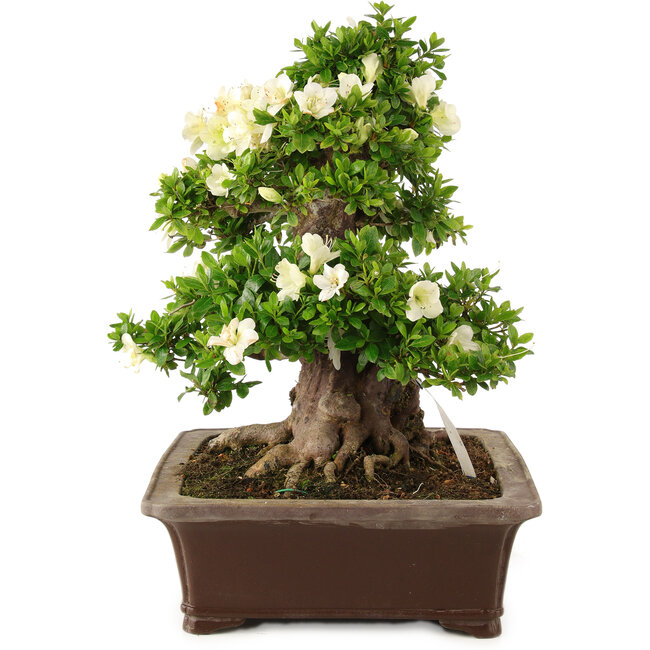 Rhododendron indicum Kagayaki, 44 cm, ± 25 años