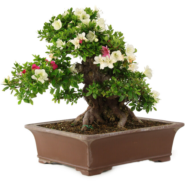 Rhododendron indicum Kagayaki, 43 cm, ± 25 años