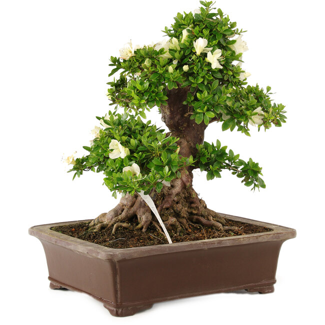 Rhododendron indicum Kagayaki, 44 cm, ± 25 años