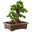Rhododendron indicum Kagayaki, 44 cm, ± 25 jaar oud