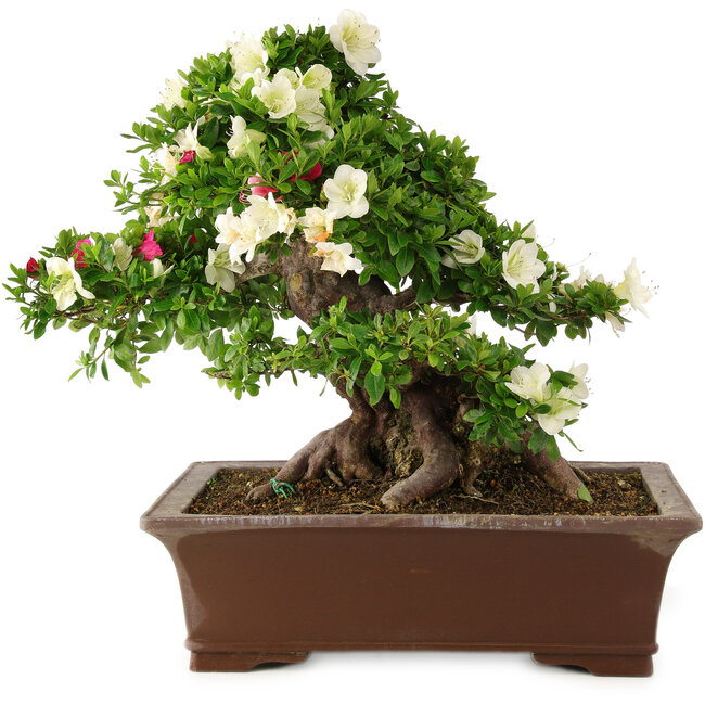 Rhododendron indicum Kagayaki, 43 cm, ± 25 jaar oud