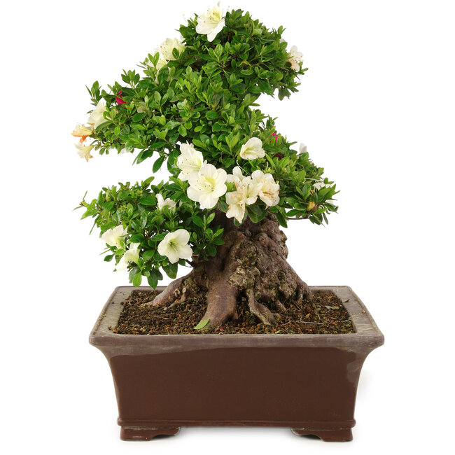 Rhododendron indicum Kagayaki, 43 cm, ± 25 años