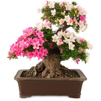 Rhododendron indicum Aozora, 45 cm, ± 25 jaar oud