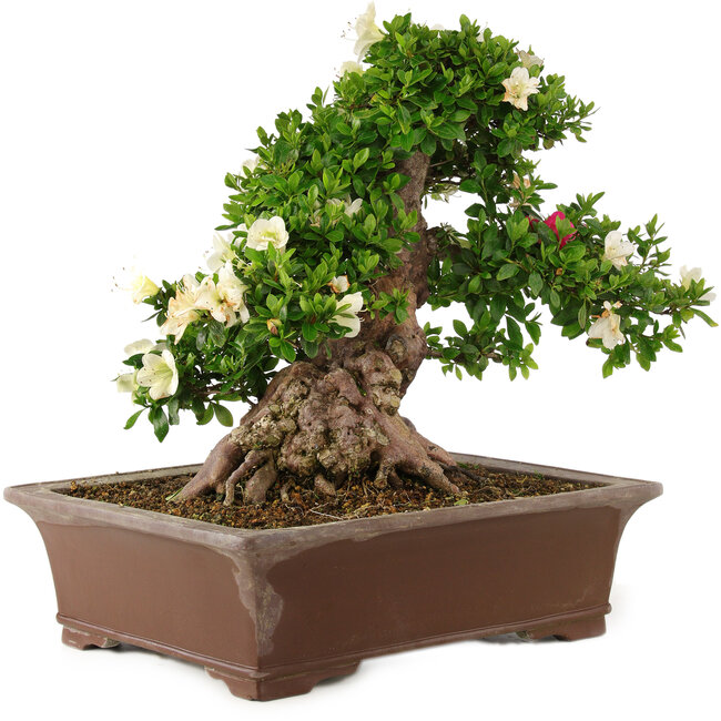 Rhododendron indicum Kagayaki, 43 cm, ± 25 Jahre alt