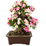 Rhododendron indicum Aozora, 45 cm, ± 25 jaar oud