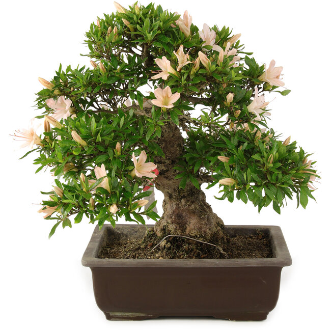 Rhododendron indicum Kozan, 34,5 cm, ± 25 años