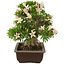 Rhododendron indicum Kozan, 34,5 cm, ± 25 jaar oud